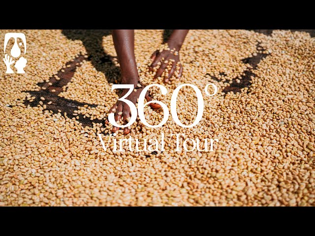 Wete Ambela Coffee [Wote Konga] - TYPICA's 360° Virtual Tour