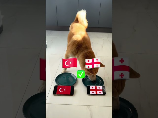 this DOG PREDICTS EURO 2024 FOOTBALL GAMES RESULTS !