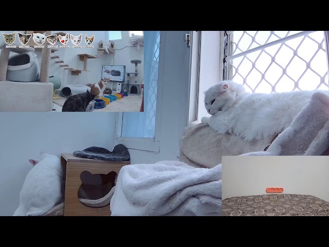 24/7 Cat Room Live Stream