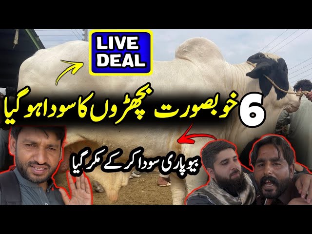 Bachra Farming Business Idea in Pakistan Qurbani 2025 💥Bakra Mandi Pakistan