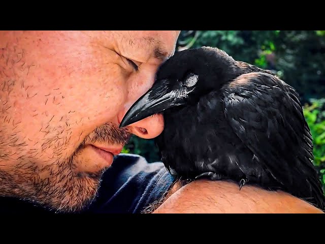 Raven Shares Morning Coffee with Man Who Rescued Him