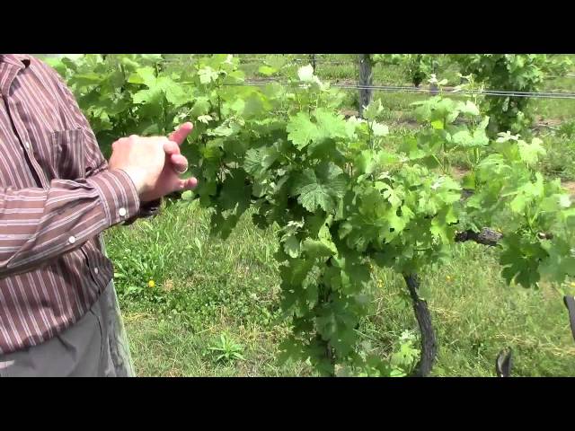 Spring Vineyard Pruning