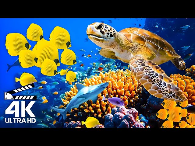 The Beauty of the Ocean 4K UHD - Majestic Ocean Giants and Tiny Reef Dwellers in Incredible Detail