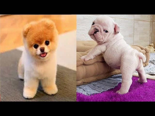 🤣Funny Dog Videos 2021🤣 🐶 It's time to LAUGH with Dog's life #14 | Cute Buddy