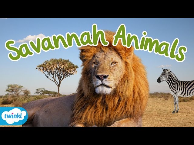 What Animals live in the Savannah? | African Savannah Animals for Kids