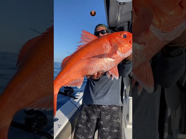 Orange colur fish🐠😮 #animaltransformations #fish #edit #funny #fun #puppy #lion #trending #short