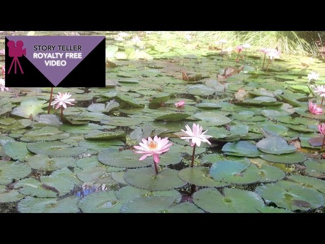 WATER LILIES IN THE BREEZE - NERIMA JAPANESE GARDENS QLD AUSTRALIA