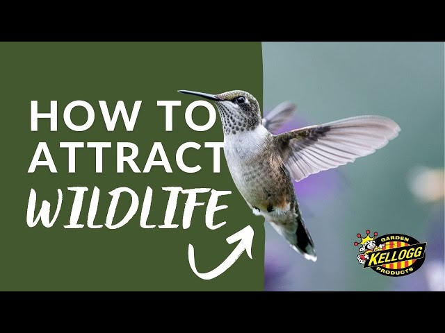 Gardening for Wildlife: How to Attract and Support Nature in Your Space