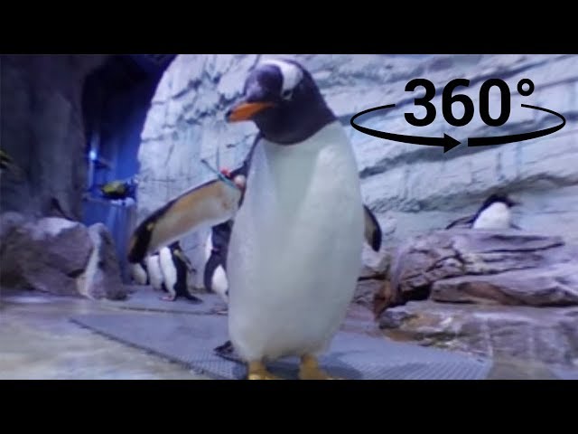 Inside of the Polk Penguin habitat | Penguin 360° Experience