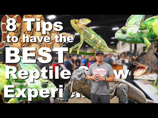 How to have the BEST REPTILE SHOW EXPERiENCE