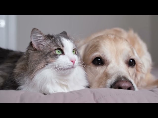 The Purrfect Pair: Exploring The Unique Friendships Between Cat And Dog