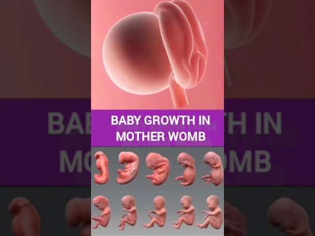 Baby growth #pregnancy #baby development #baby