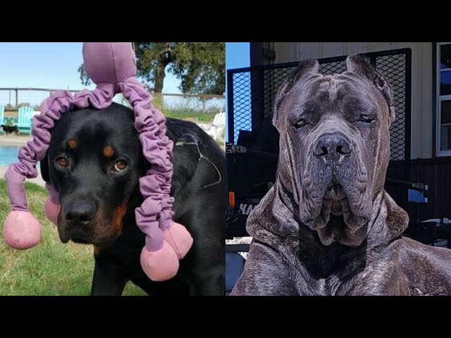 Temperament difference Rottweiler vs Cane Corso