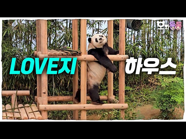 (SUB) New Playground For Panda Family 🐼 │Panda World