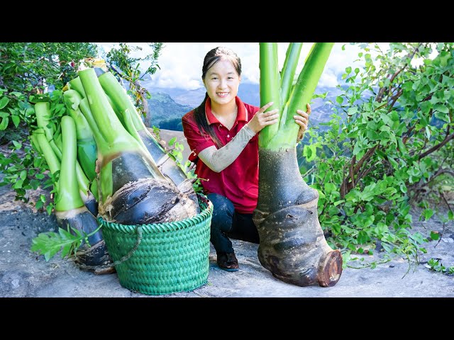 Harvesting Taro And Go to the Market Sell | Farming & Cooking | Tieu Tam Daily Life