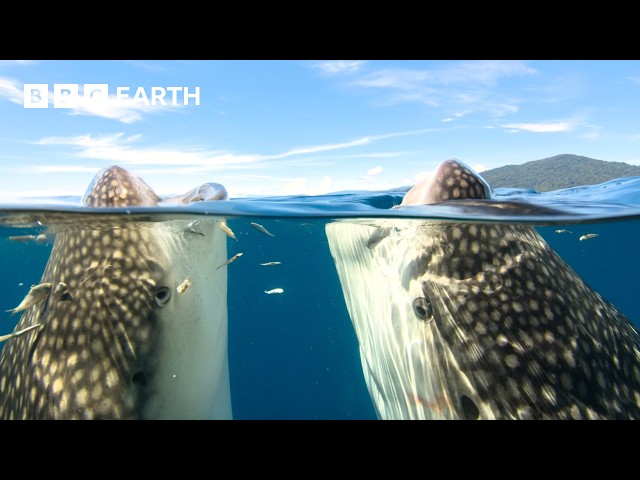 Amazing Animals of Asia | BBC Earth