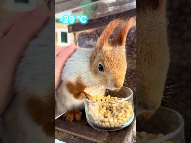 I'm warming up the frozen squirrel. Грею замёрзшего бельчонка. #animals #squirrel #wildlife ￼