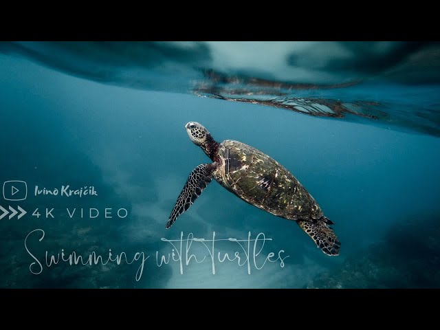 Zanzibar 🇹🇿| The best thing to do | Swimming with turtles | Nungwi Aquarium | Underwater 4K Video