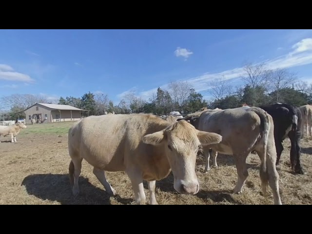 Cows 180 stereoscopic sxs