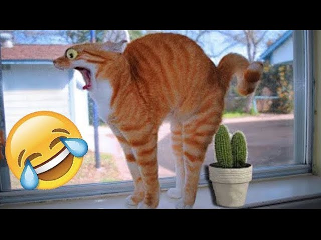 Funniest Animals 2024 🤣😅 New Funny Cats and Dogs Videos 😸🐶 Part 63