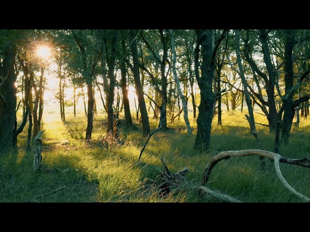 Imaginary journey,forest,Chill Scenes & Beats for Outdoors,mountain walking,トレッキング,山歩きイメージ映像