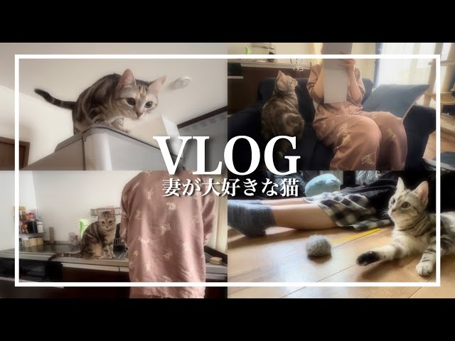 【Vlog】妻にべったりなつく猫と過ごす休日【猫のいる暮らし】