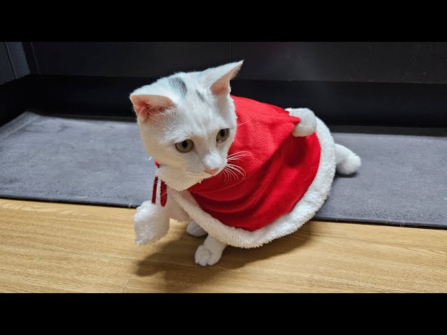 🎄생애 첫 크리스마스🎁