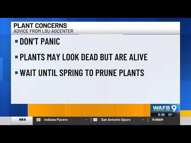 Experts share advice for dealing with damaged plants following freeze in La.