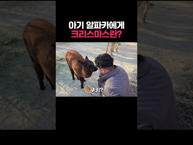 아기 알파카의 크리스마스 선물 반응은?