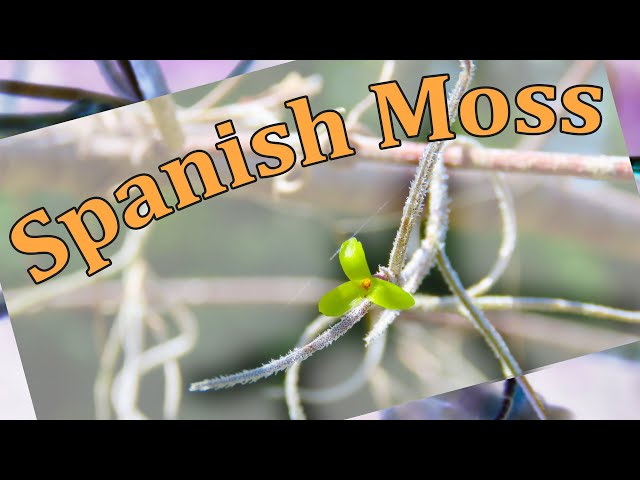 SPANISH MOSS - Flora and Fauna of the Sea Islands