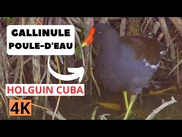 GALLINULE  ( Common ) Moorhen Playa Pesquero Holguin, Cuba! / Adventure Birds Nature