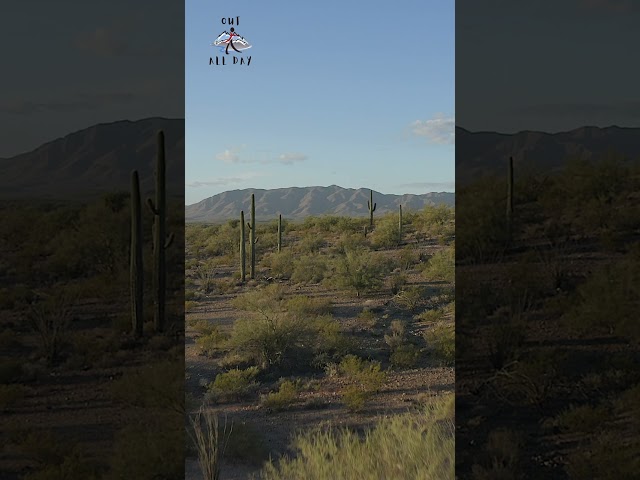 Arizona Desert and Saguaros Trees 🌵| #shorts