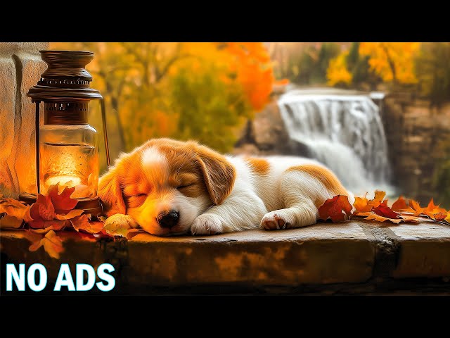 12 Hours of Calming Music for Dog💖Stress-Reducing Music for Dogs🐶Music to Help Dogs Reduce Anxiety