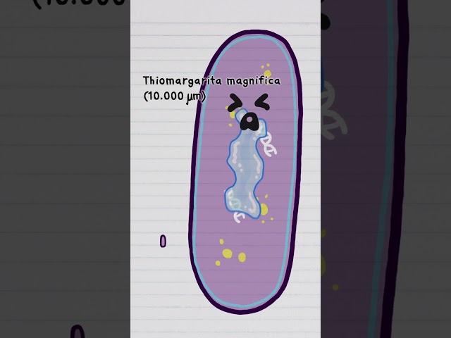 The Biggest Bacterium is 5000x the size of E.coli!