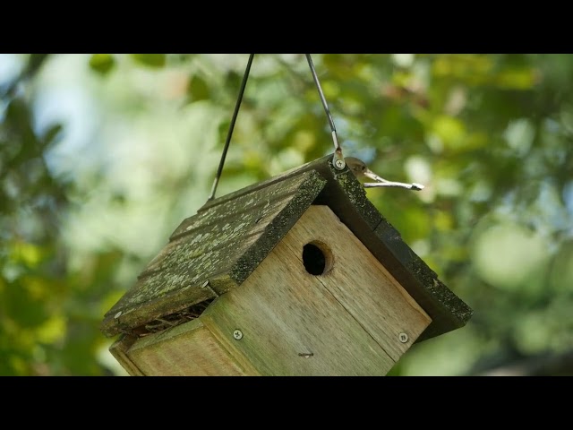 A wren bird couple in our birdhouse