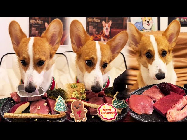 Corgi dog immersion dry rice ~#Corgi #dog #immersiveeating