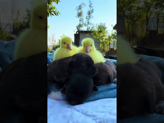 A heartwarming animal video of a duck 🦆 and a dog 🐶 becoming best friends. 🦆🐕😘😘😘