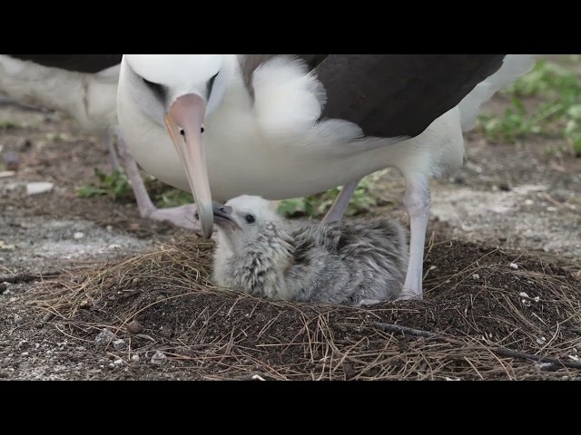 A Laysan Albatross Feeds it Chick on Midway Atoll National Wildlife Refuge January 28, 2025