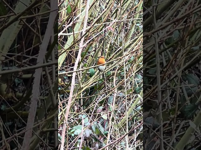 Carp Fishing Woodlands Lakes 20 February 2025 - Skylark Lake, Robin Singing In The Bushes