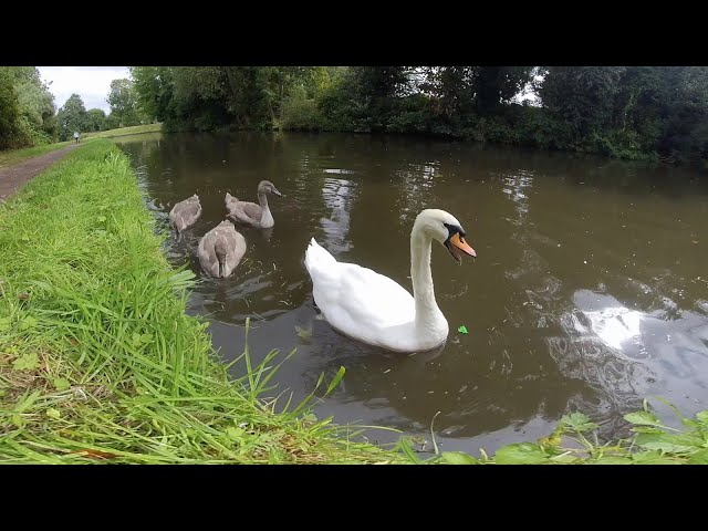 VR180 3D SWANS AND DUCKS