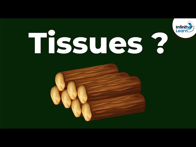 What are Tissues? | Infinity Learn