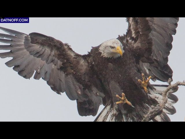 Nature photographer captures Oregon's eagles