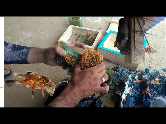 Demais!!!!!!Captura e transferência de abelha sem ferrão Marmelada amarela.