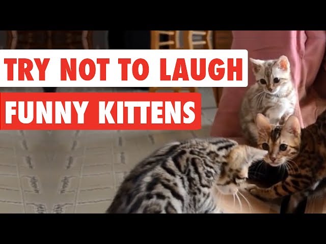 99% Lose this TRY NOT TO LAUGH Challenge - Funny Kittens Video