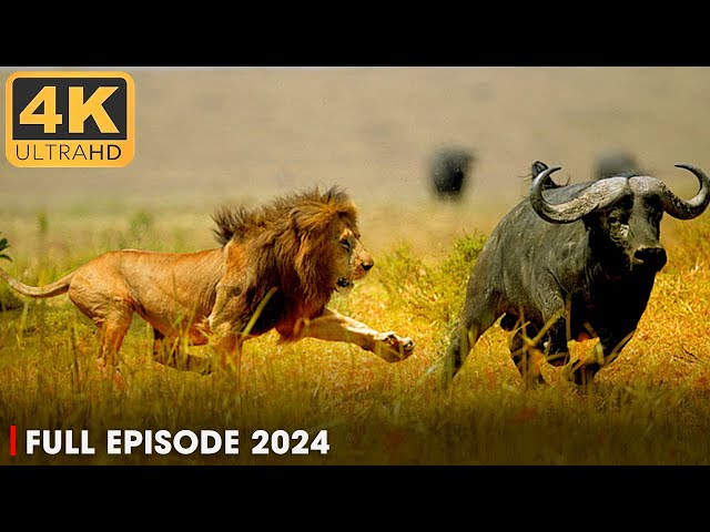 LIFE OF SAVANNAH | Apex Predators Survive in the Heart of Africa | Nature Animal Documentary