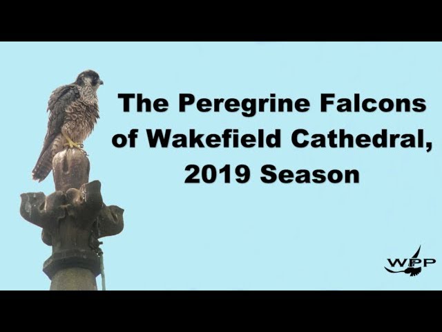 Wakefield Peregrines 2019 Season