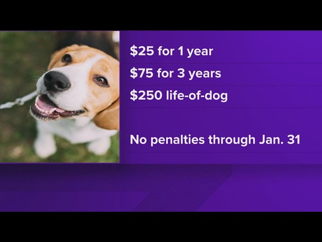 'Their ticket home': Time is running out to get your dog's license in Ohio for 2025