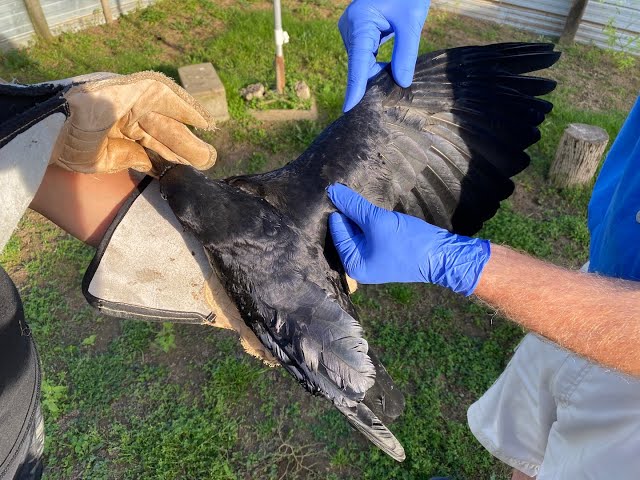 Physiotherapy for a crow