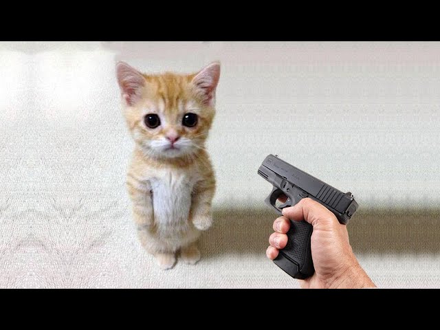 Funny cat 😽 vs Gun 🔫 - Funny Animals 😂 playing dead on finger shot Compilation || Animal Gags