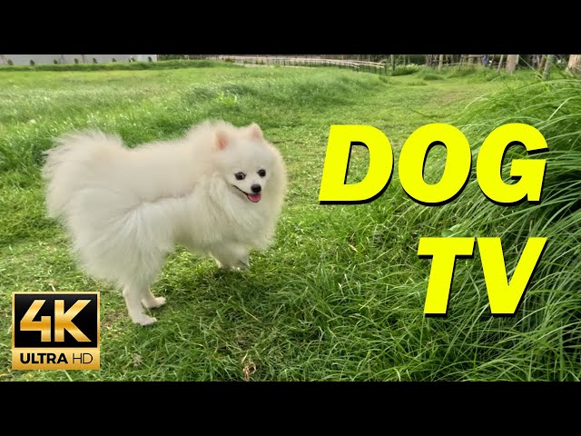 [NO ADS] Best Dog Video Entertainment - The Ultimate Solution for Dogs With Anxiety When Home Alone